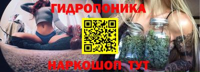 шишки Новокубанск